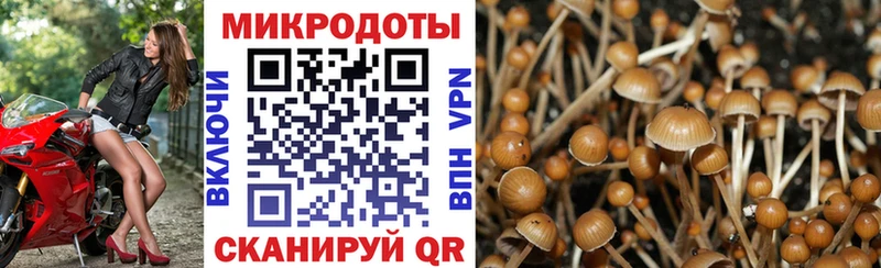 Псилоцибиновые грибы Cubensis  площадка какой сайт  Мезень  дарнет шоп 
